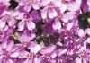 Почвопокровные многолетние садовые цветы: фото и названия растений, советы по уходу